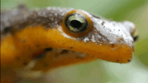 salamanders,newts,cannibalism,biology,science,wildlife,heetology,amphibians,thestruggleisreal