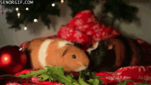 guinea pigs,christmas,xmas,tree,under,pigs,guinea