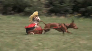 dachshund,funny,animals,dog,dogs,running,roman,pulling,chariot