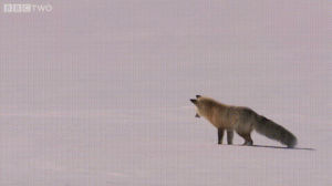 fox,snow,dives,poomfff