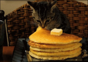 cat,pancake