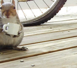 coffee,squirrel,animals,design,drinking