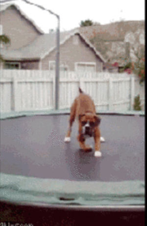dog,life,new,goal,trampoline