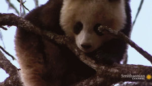 panda,tree,comfy