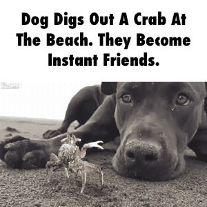 crab,friendship,dog,animals,friends,omg,amazing,puppy,adorable,pet