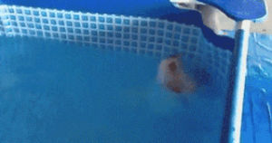 funny,cute,dog,swimming