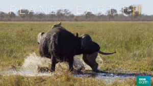 grasslands,fight,bbc,lion,shake,hunt,buffalo,planet earth 2