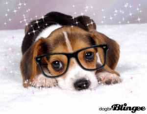 beagle,dog,animals,puppy,glasses,sparkle
