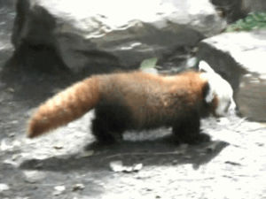 Panda Roux Red Panda Gif On Gifer By Cererana