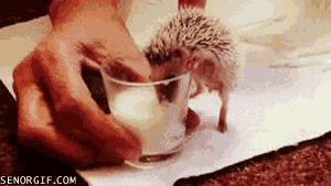 drinks,hedgehog,animals,shot glass