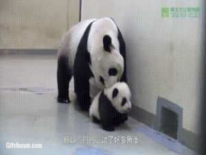 dragging,baby,mom,panda