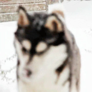 snow,husky,dog