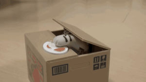 cat,box tips