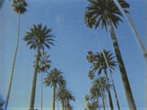 vhs,vintage,palm trees,vhs positive,la,los angeles,vhspositive,southern california