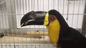 3d printer,toucan,mrw,eating,hungry,mfw,gobbling,reaction