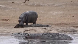 hippo,animals being jerks