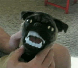 teeth,vampire,stupid,dog
