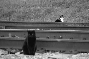 black and white cat,cat,creepy,fotos,black cat,watch the video its insane