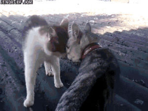 Гифка привет котик кошка гиф картинка, скачать gif на GIFER