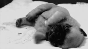 pug,cute,dog,baby,puppy,adorable,ever,cutest