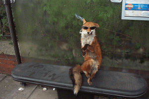 fox,stop,today,bus