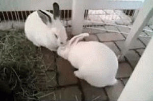 rabbits,bunny,bunnies,bunny rabbit