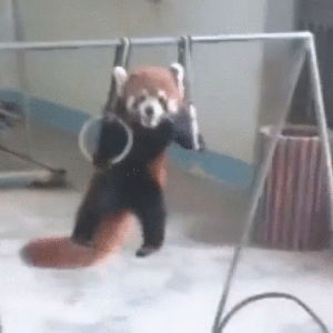 red pandas,workout