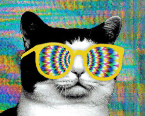 bright,cat,sunglasses,the flaming lips