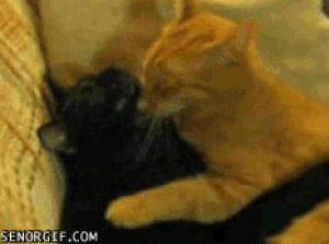 cuddling,cat,cute,animals,hugging,snuggling