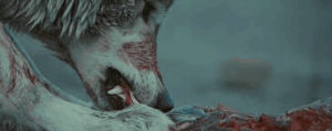 wolf,carcass