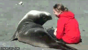 flirting,sea lions