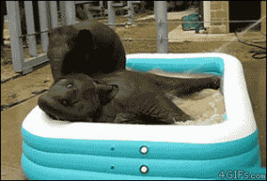 hose,cute,animals,baby,pool,bath,falls,elephants