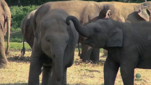 elephant,baby,friendly