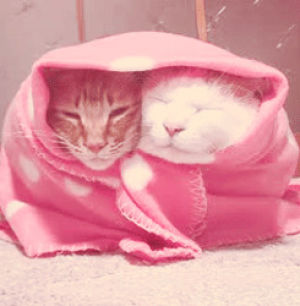 cat,animals,sleepy,in blanket