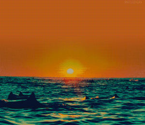 ocean waves,sunset,dolphin,dolphins,animal,swimming,animals,cute,ocean,sun,waves,sunny,swim,sunlight,cute animal