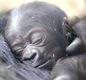 gorilla,animals,baby,san diego zoo