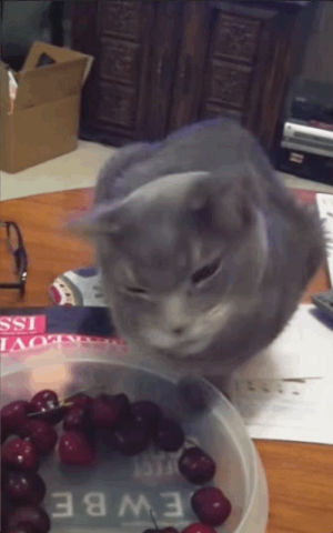 cat,cherry,cats,eat,attempts