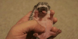 hedgehog,funny,cute,adorable,yawn,baby hedgehog