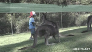 kick,kangaroo,back away