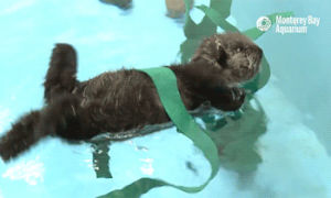 ecology,marine biology,monterey bay aquarium,sea otters,uc santa cruz