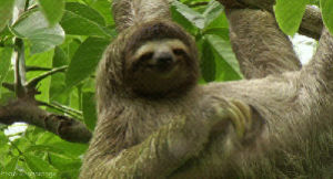 sloth,sloths,funny animals,looking,funny s,funny sloth,itiching,climbing animal