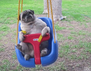 pug,enjoy,swing
