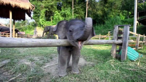 baby,happy,elephant