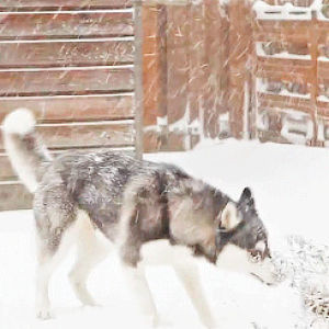 husky,dog,snow