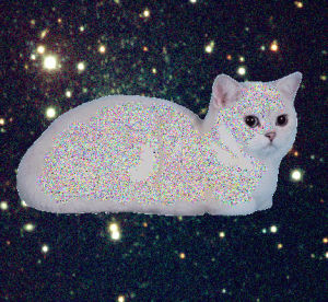 cats in space,white cat,cat,glitch,space,static,space cat