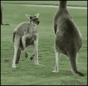 kangaroo,balls
