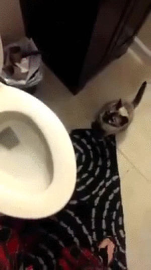 toilet,flush,cat,getoutchallenge