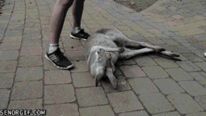 funny,animals,sleepy,kangaroos