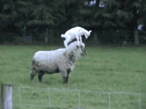 lamb,animals,goat