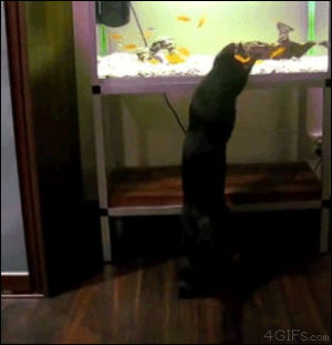 cat,animals,scared,fish,jumps,fish tank